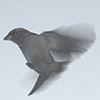 link_photoC_20.jpg