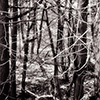 link_photoC_24.jpg
