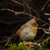 link_photoC_28.jpg