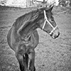 link_photoC_30.jpg