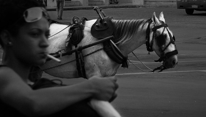 photoB_02_horse.jpg