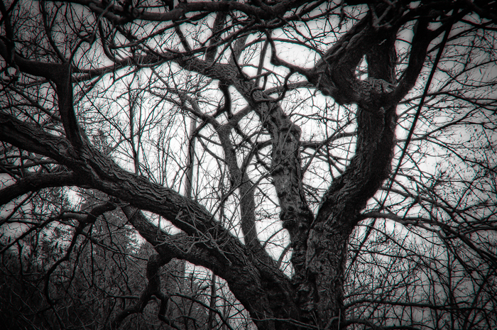 photoC_04_tree.jpg