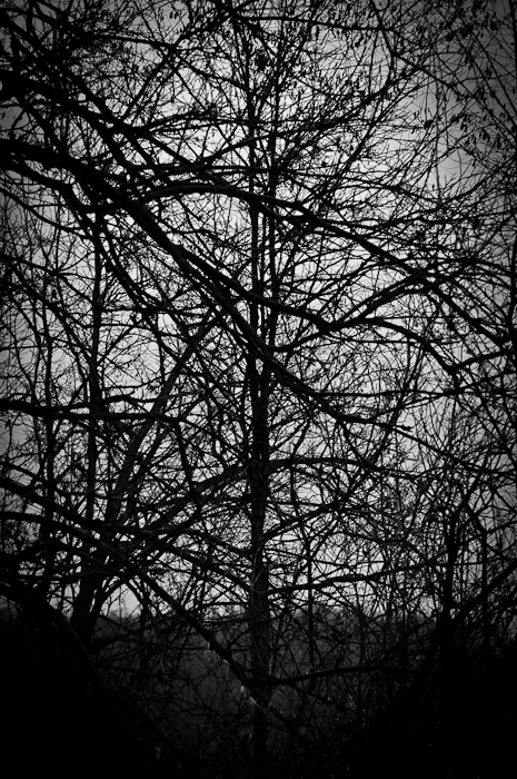 photoC_08_branches.jpg