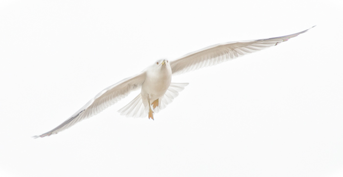 photoC_13_seagull1.jpg