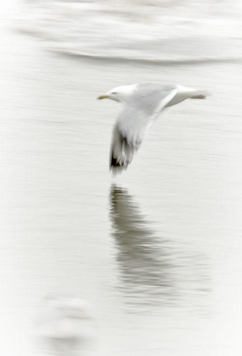 photoC_14_seagull2.jpg