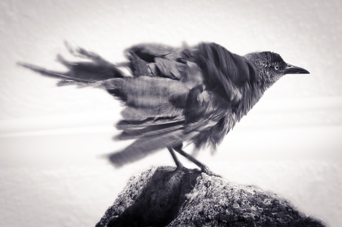 photoC_17_grackle.jpg