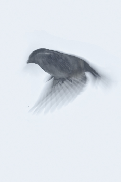 photoC_18_sparrow1.jpg