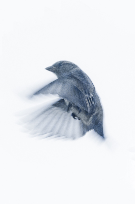 photoC_19_sparrow2.jpg