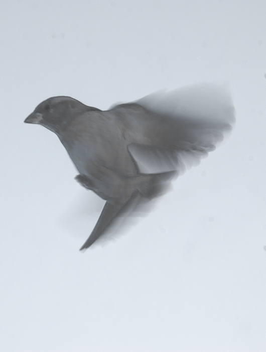 photoC_20_sparrow3.jpg