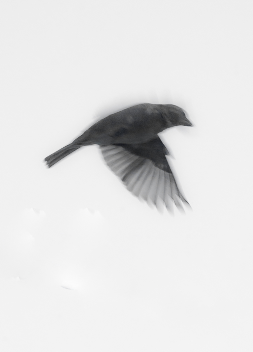 photoC_21_sparrow4.jpg