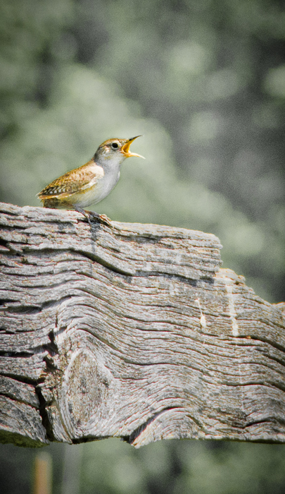 photoC_23_wren.jpg