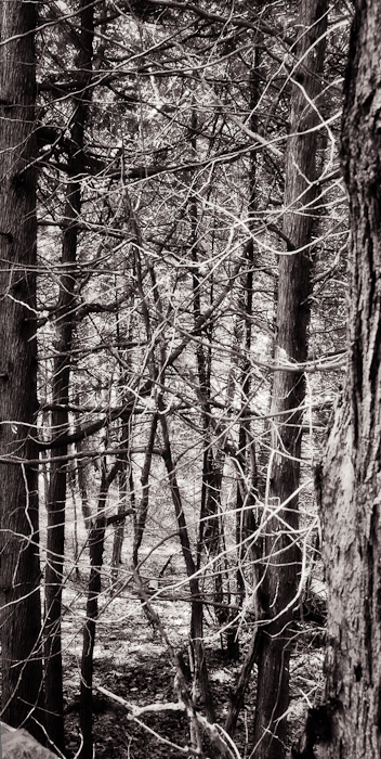 photoC_24_woods1.jpg