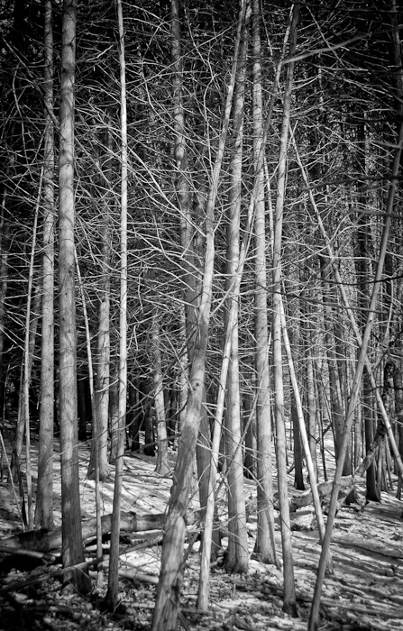 photoC_25_woods2.jpg