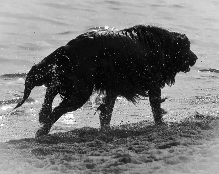 photoC_27_blackdog.jpg