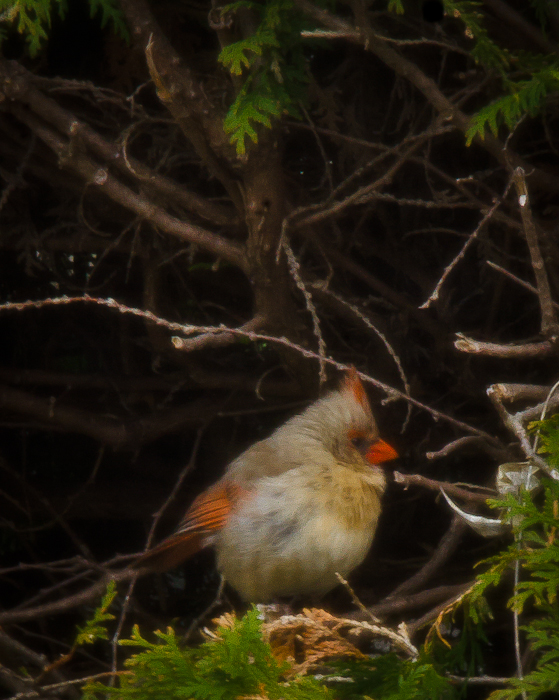 photoC_28_cardinal.jpg