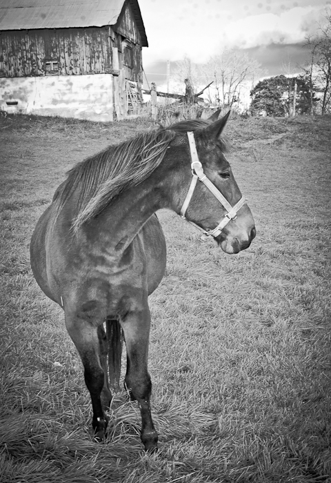 photoC_30_horse.jpg