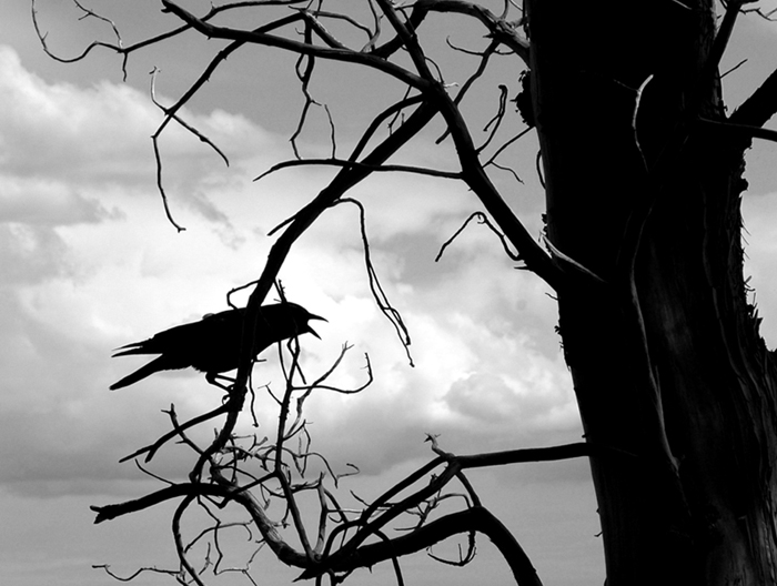 photo_01_CrowGloom.jpg