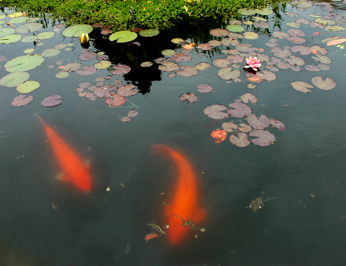 photo_05_GoldFishLillies.jpg