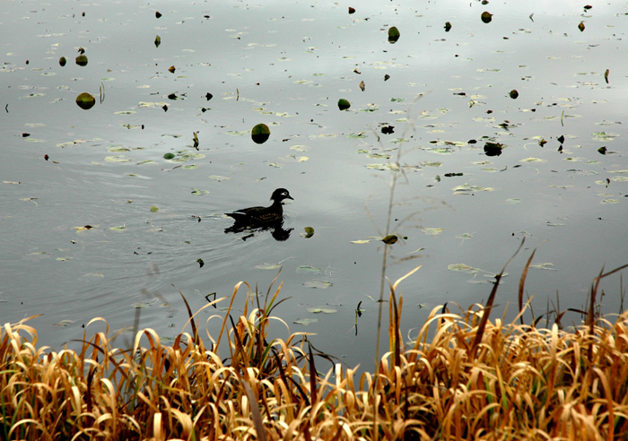photo_06_DuckLilypad.jpg