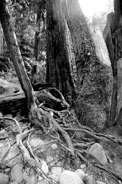 photo_07_rootsBW.jpg