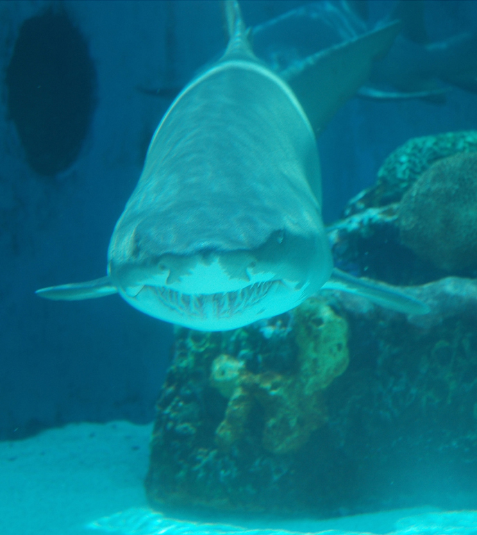 photo_09_aquarium1.jpg
