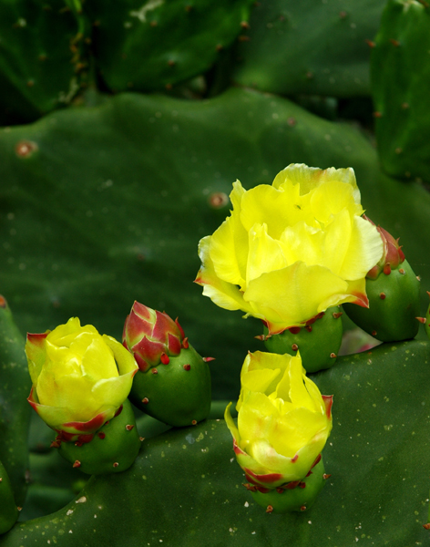 photo_13_cactusFlower.jpg