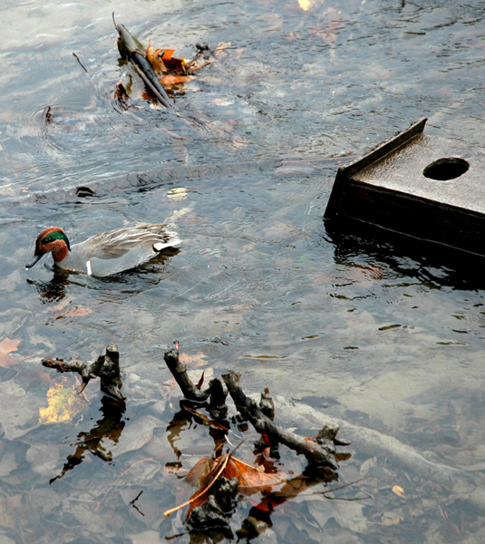 photo_15_duckBirdhouse.jpg