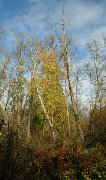 photo_16_goldAndBirch.jpg
