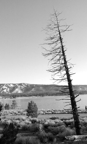 photo_19_leaningtree.jpg