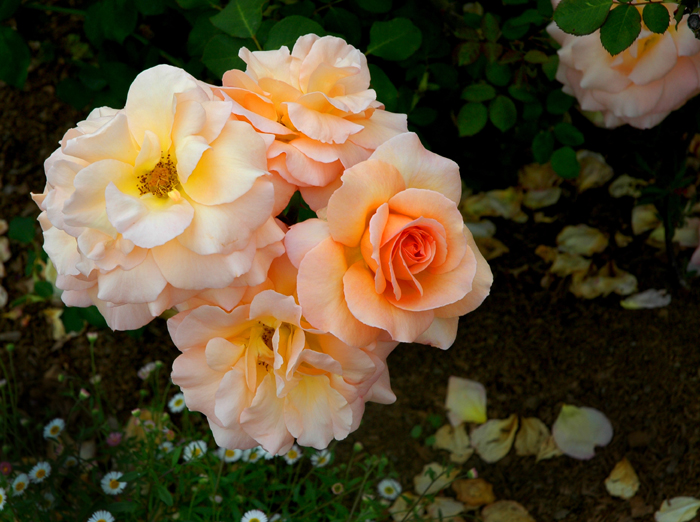 photo_23_PinkRoses.jpg