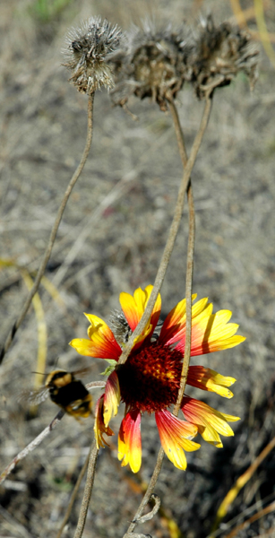photo_25_beeFlower.jpg