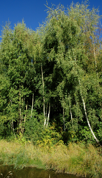 photo_26_birches.jpg