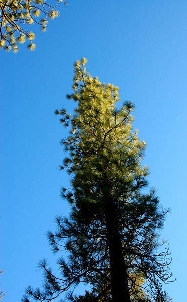 photo_29_treetip.jpg