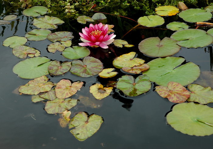 photo_32_PurpleWaterLilly.jpg